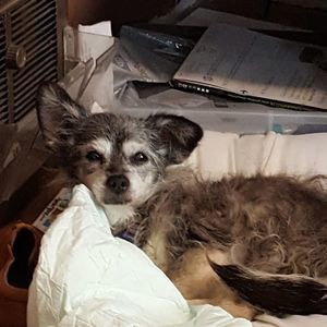 Meet your Posher, Jonas